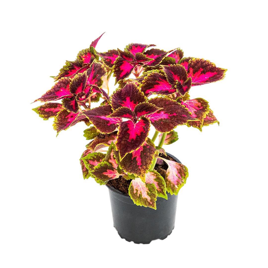 Coleus, Roz granada