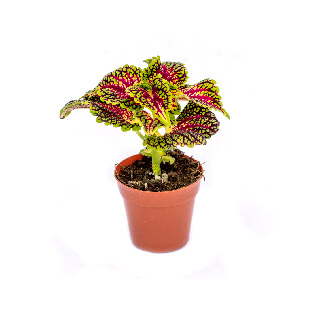 Coleus, Verde sevilla
