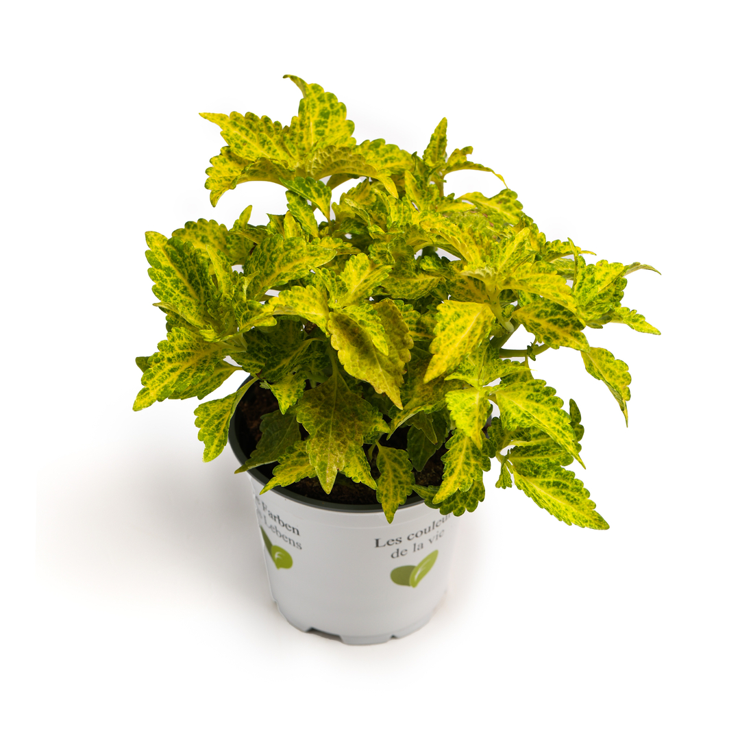 Coleus, Verde sevilla