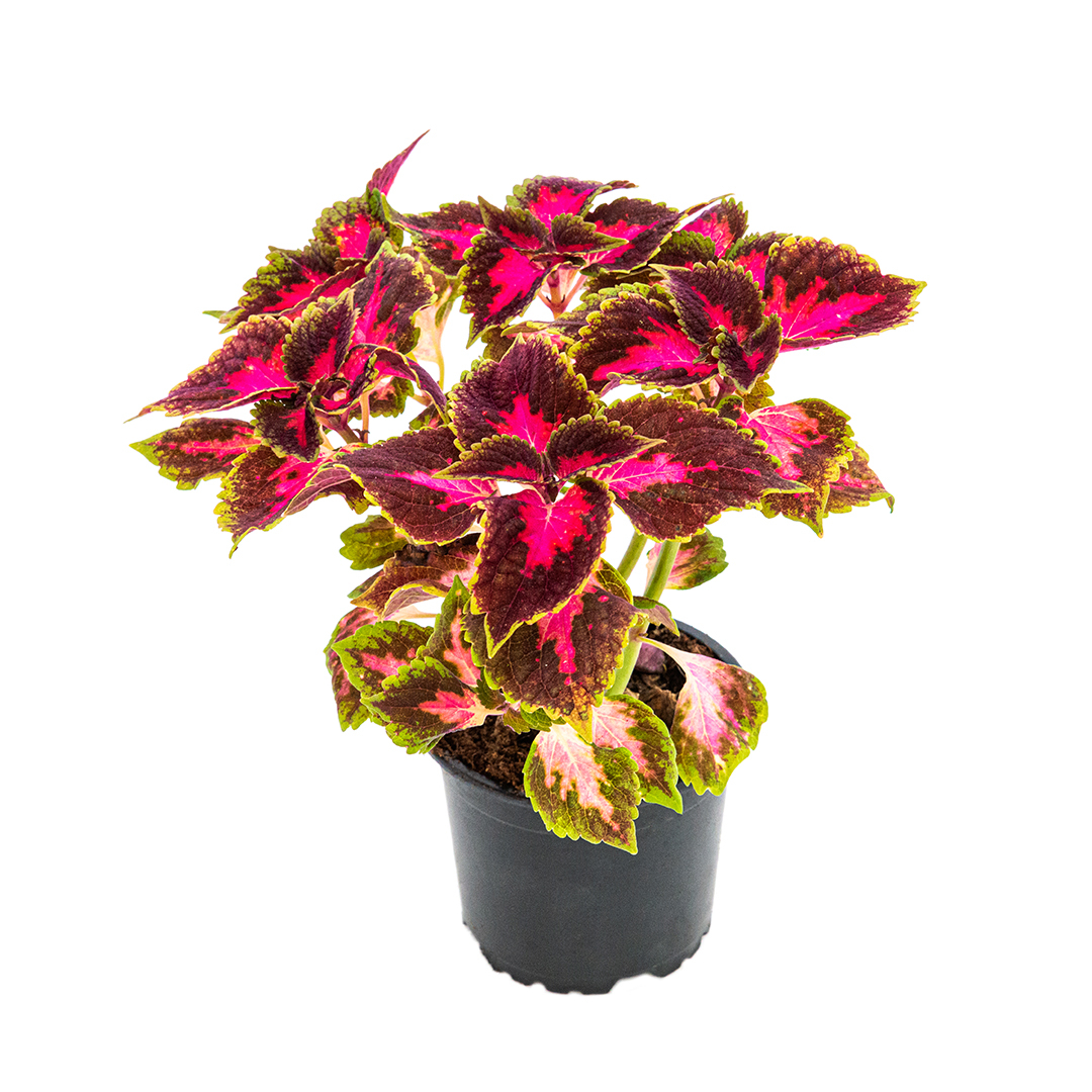 Coleus, Verde sevilla