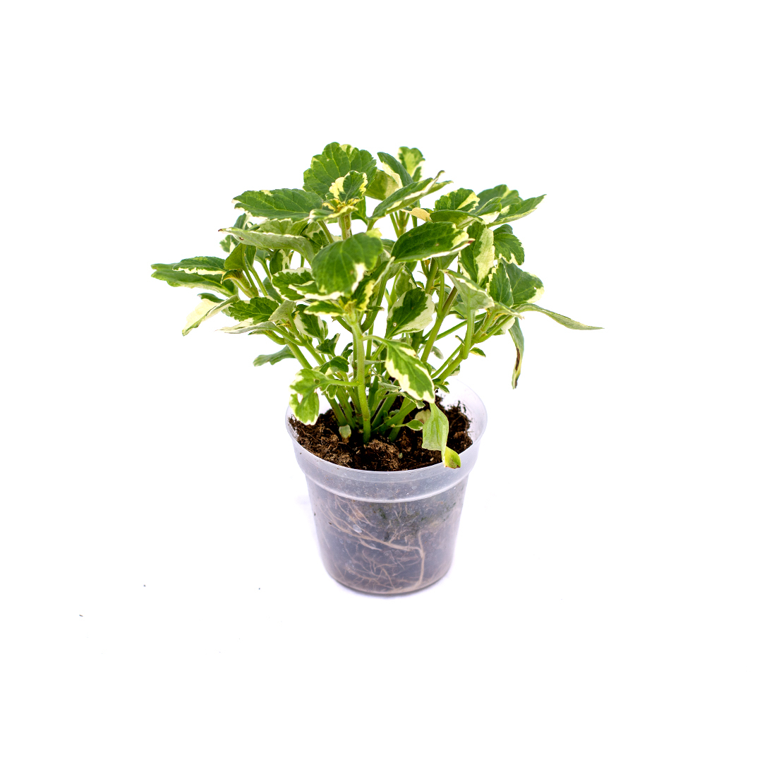 Coleus, Violet murado