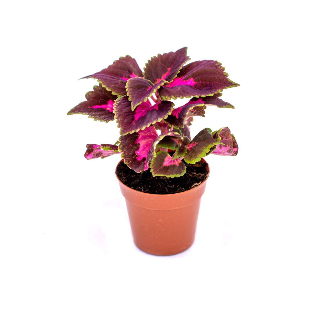 Coleus, Violet murado