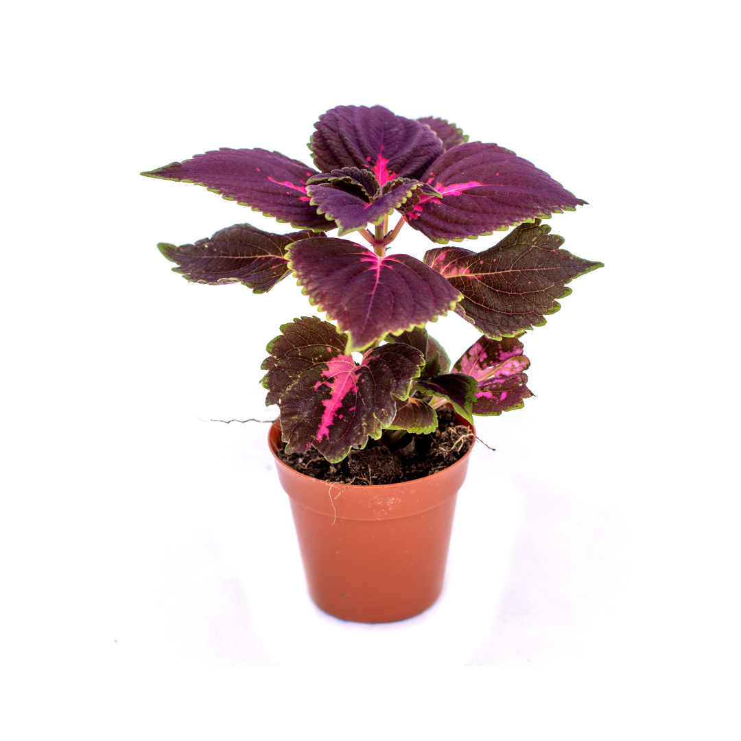 Coleus, Violet murado
