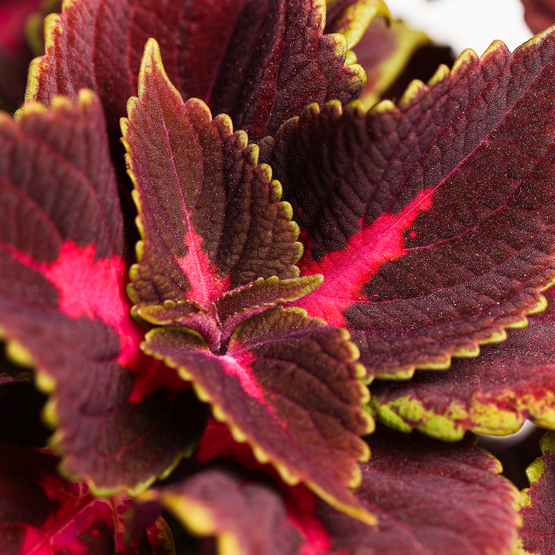 Coleus, Violet murado