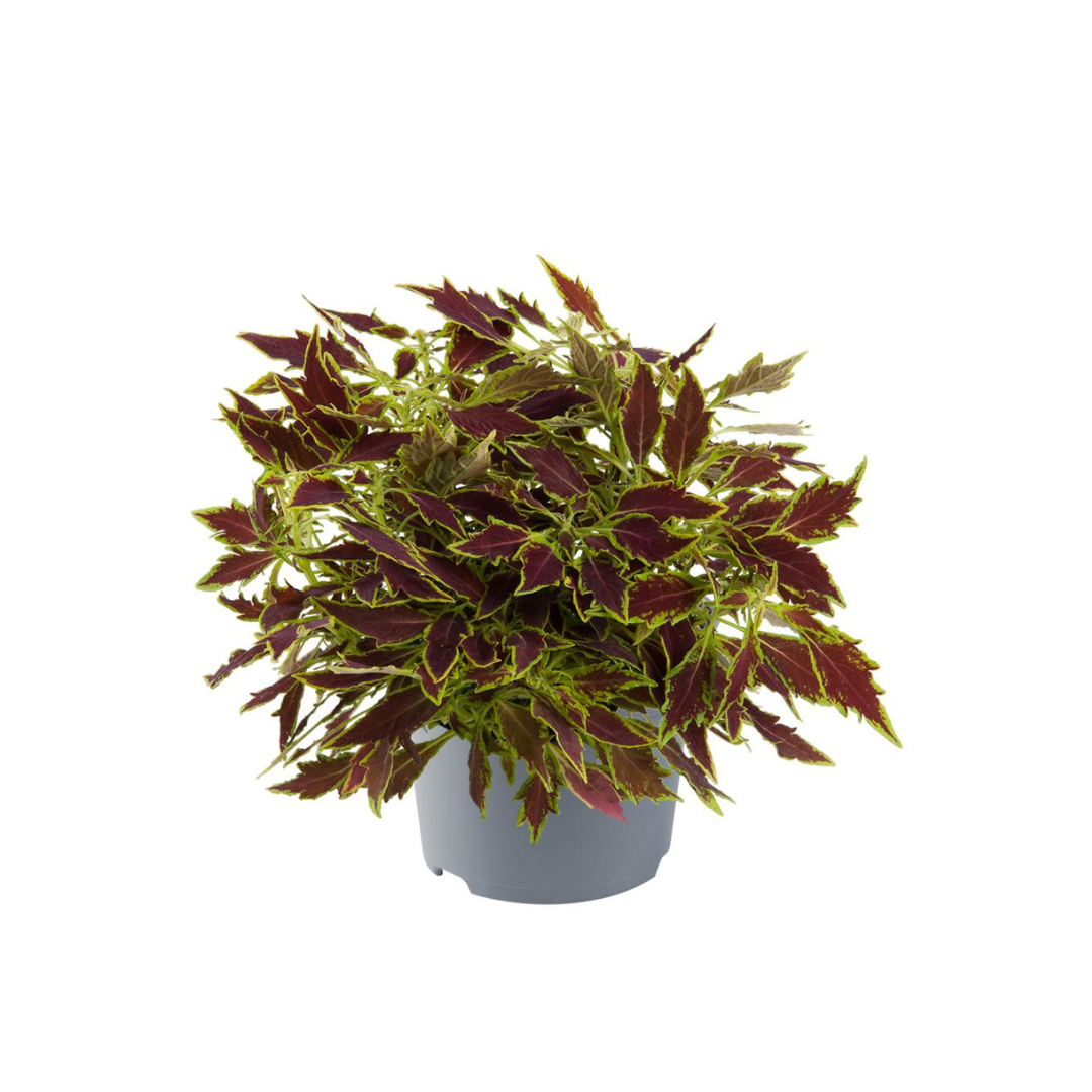 Coleus, Violet murado
