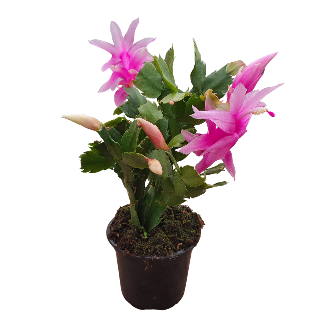 Craciunel/Schlumbergera 9 cm, Roz nude