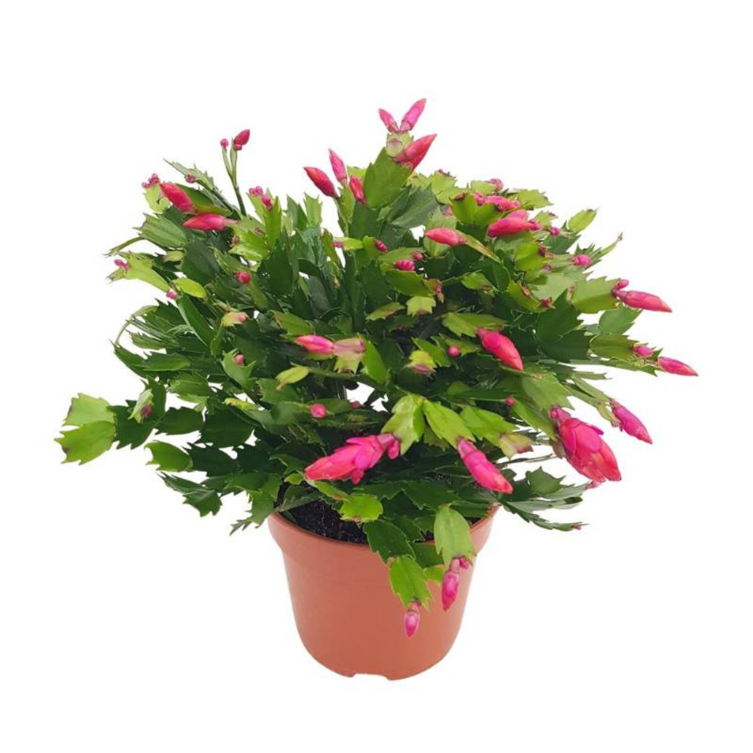 Craciunel/Schlumbergera 9 cm, Roz