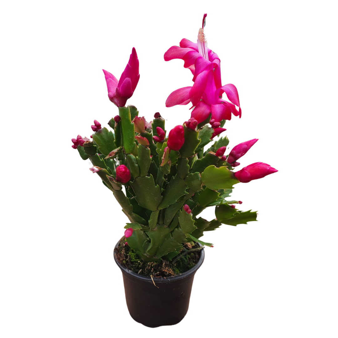 Craciunel/Schlumbergera 9 cm, Roz