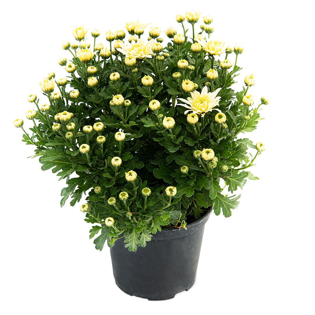 Crizantema 12cm, Alb palomitas