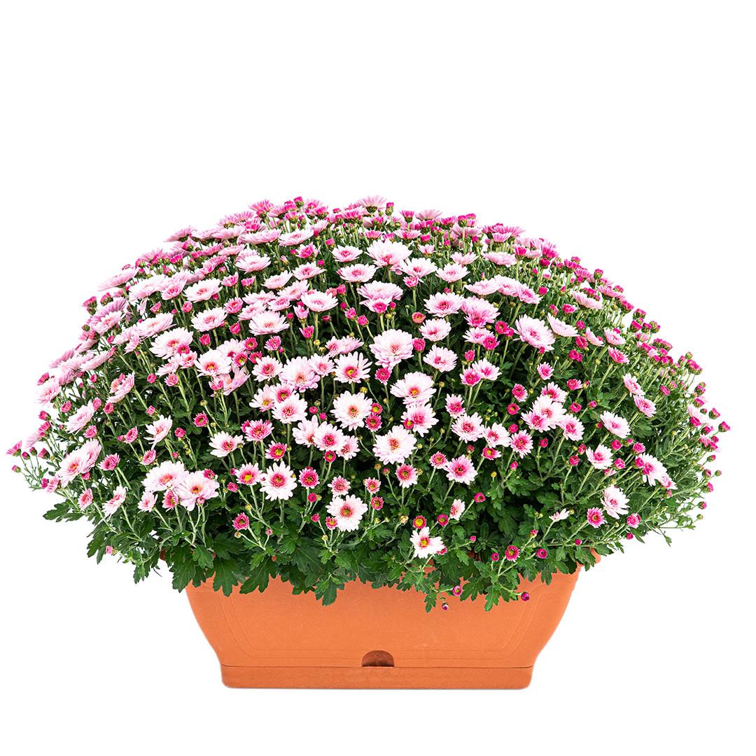 Crizantema 12cm, Alb palomitas