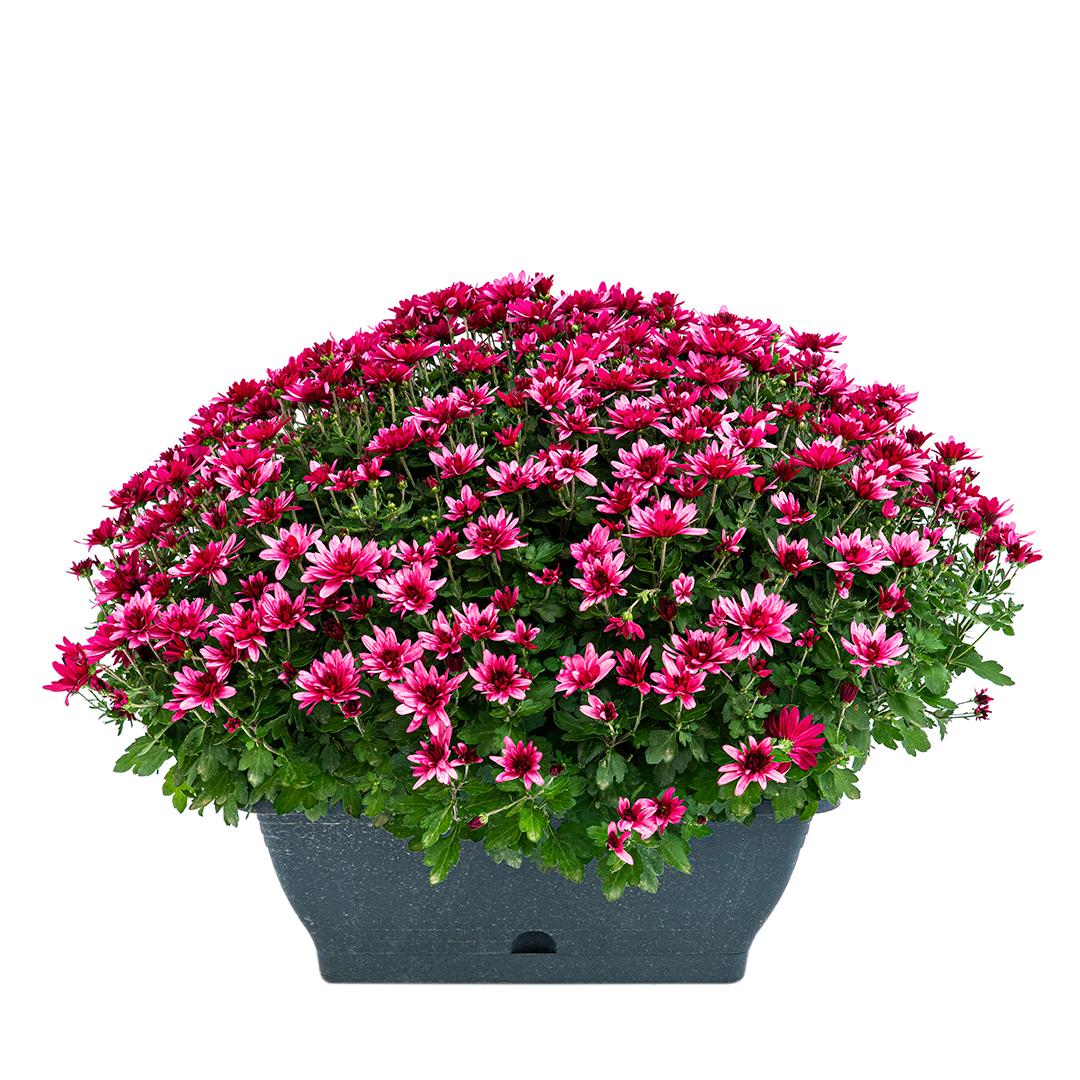 Crizantema 12cm, Alb palomitas