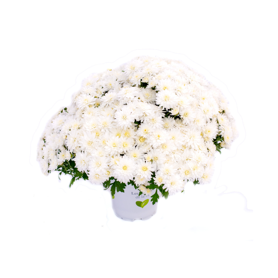 Crizantema 12cm, Alb palomitas