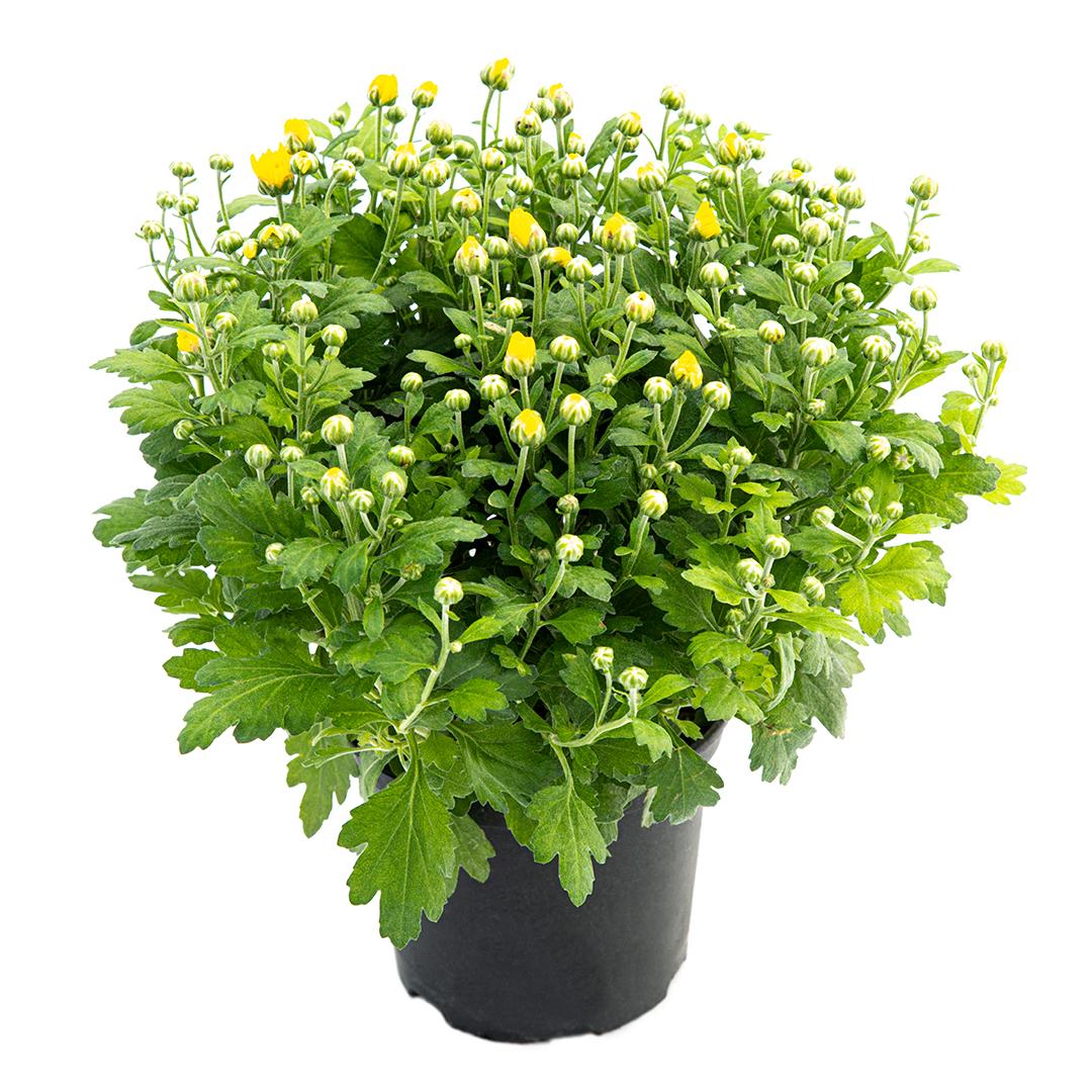 Crizantema 12cm, Rosu baroloo