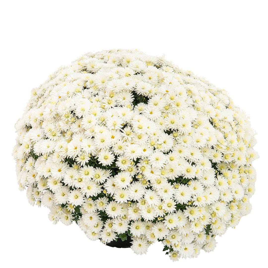 Crizantema 12cm, Rosu baroloo