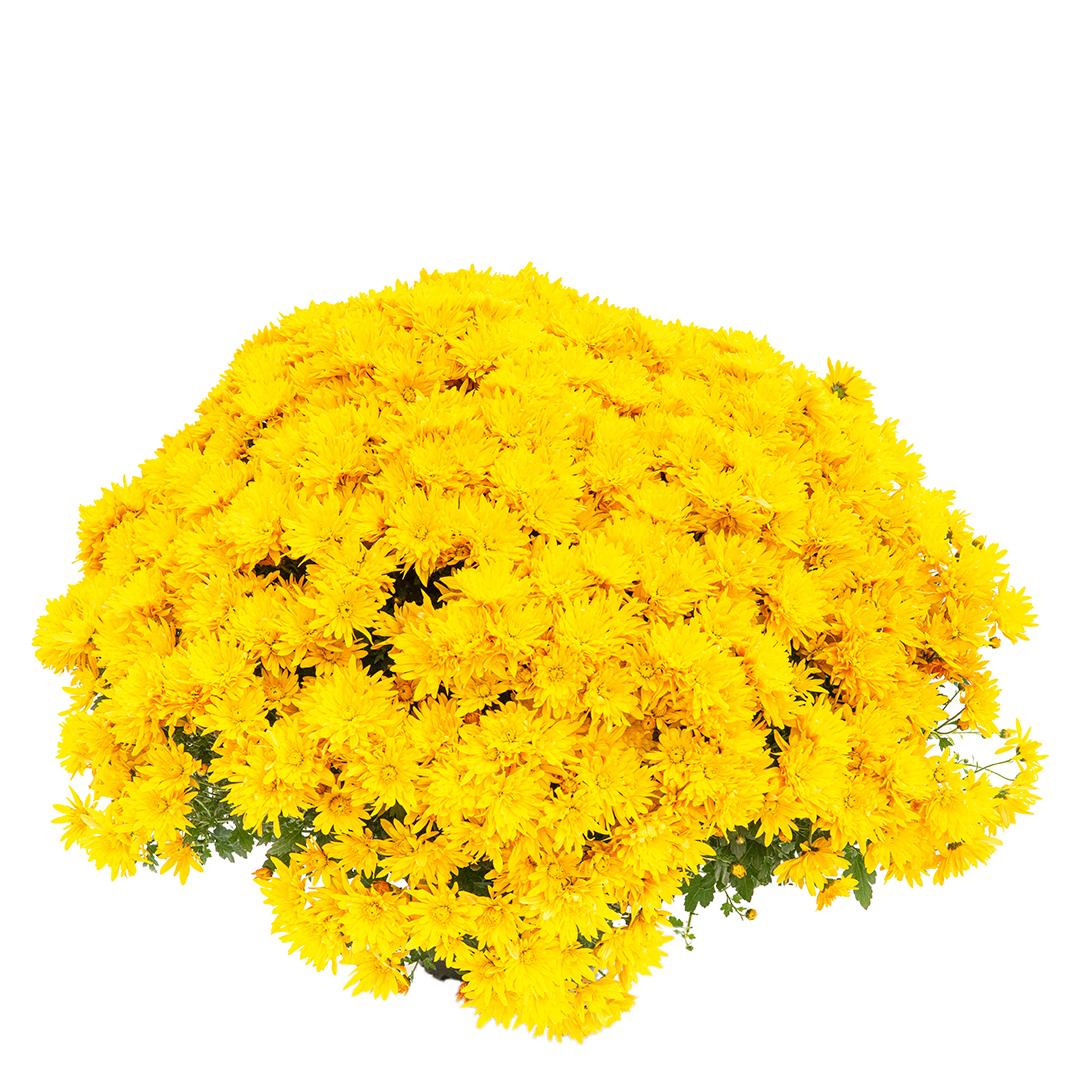 Crizantema 12cm, Rosu baroloo