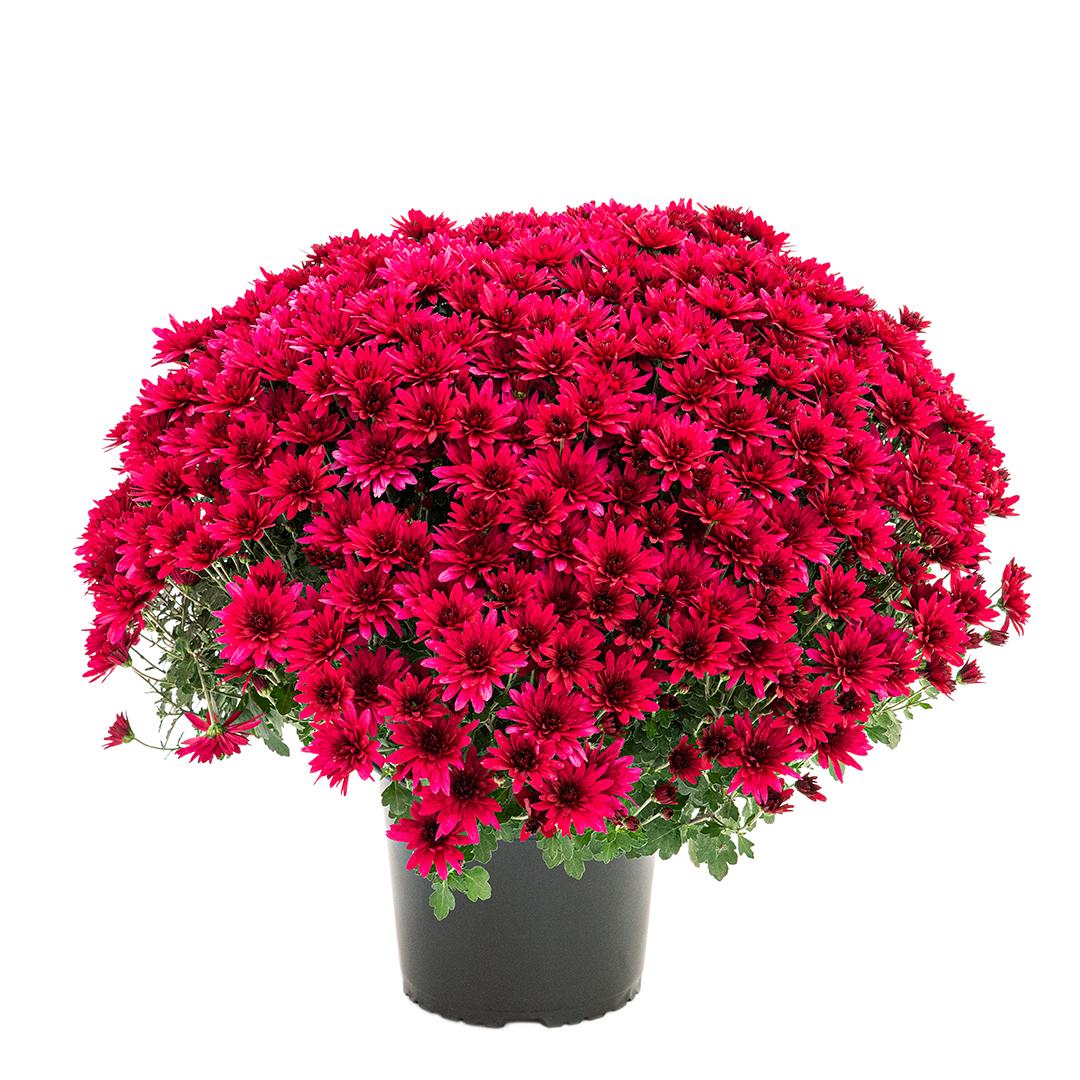 Crizantema 12cm, Rosu baroloo