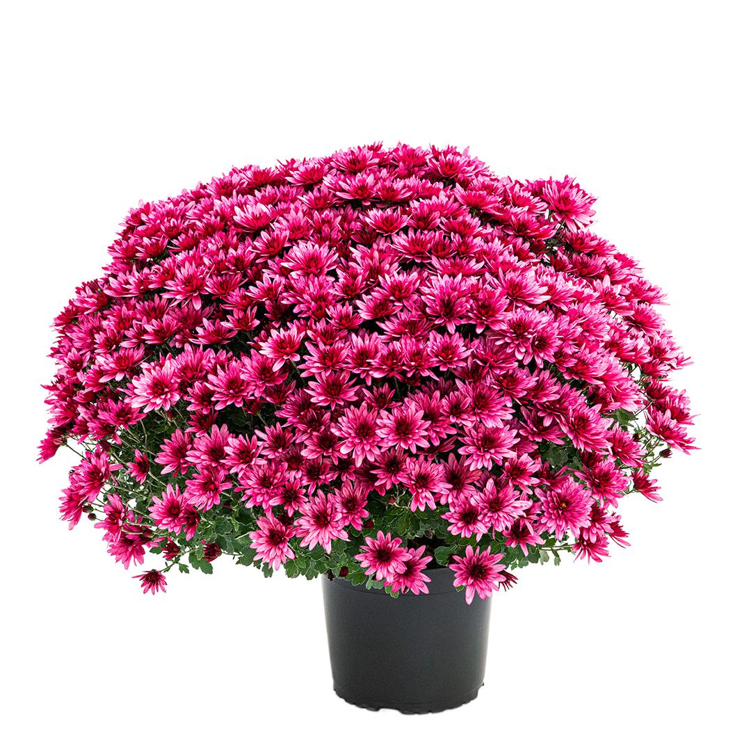 Crizantema 12cm, Rosu baroloo