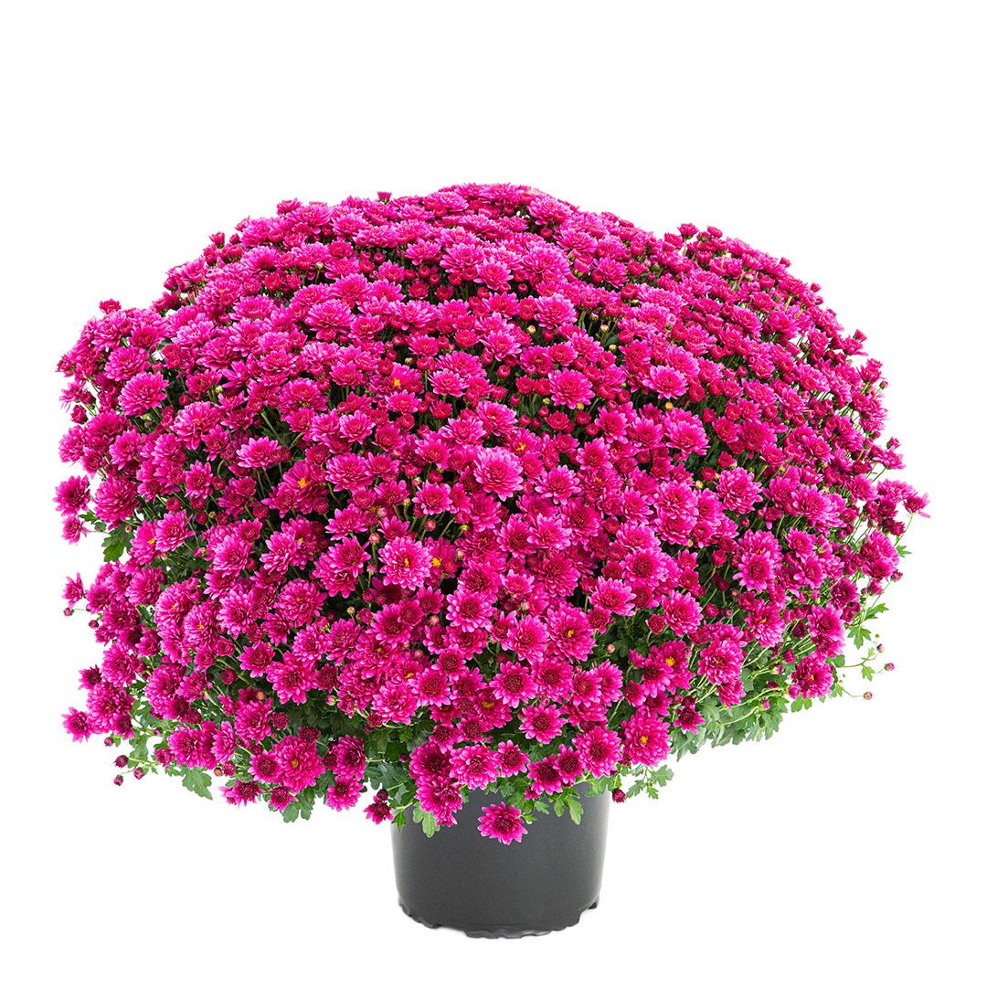 Crizantema 12cm, Rosu baroloo