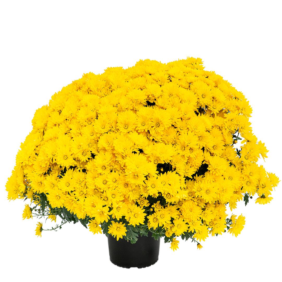 Crizantema 12cm, Rosu baroloo