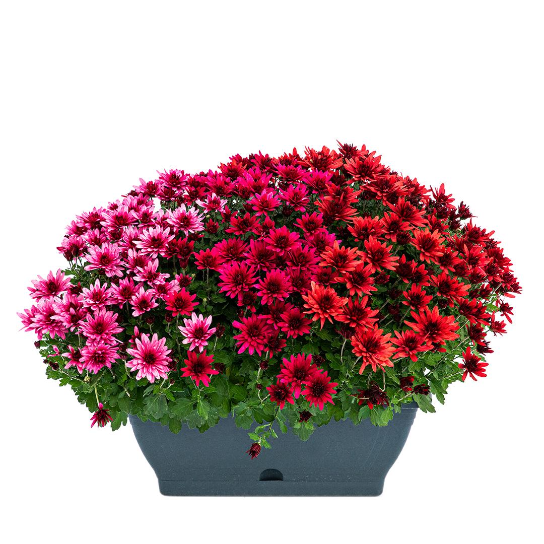 Crizantema 12cm, Rosu baroloo