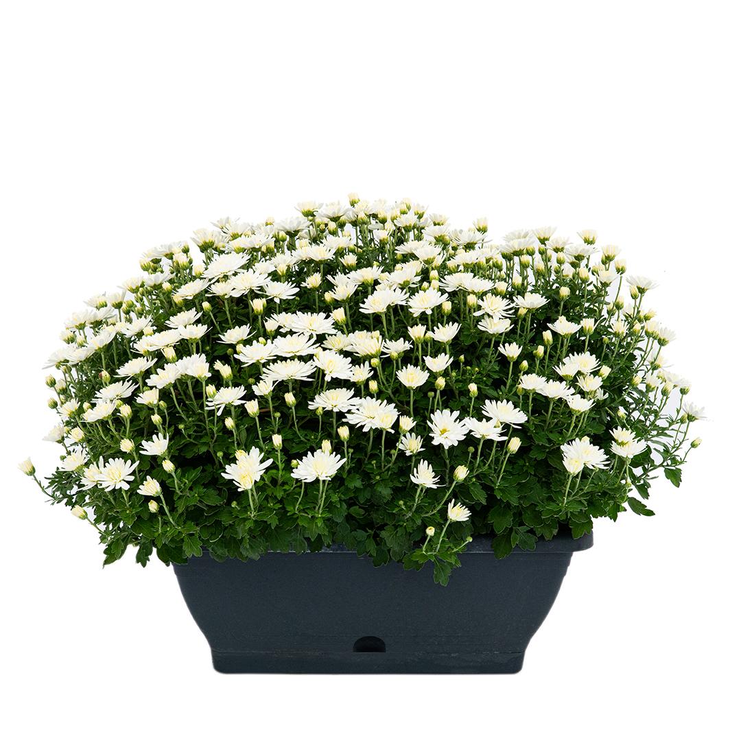 Crizantema 12cm, Rosu baroloo