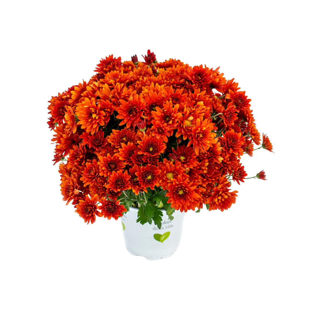 Crizantema 12cm, Rosu baroloo