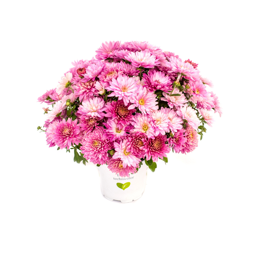 Crizantema 12cm, Roz fresca