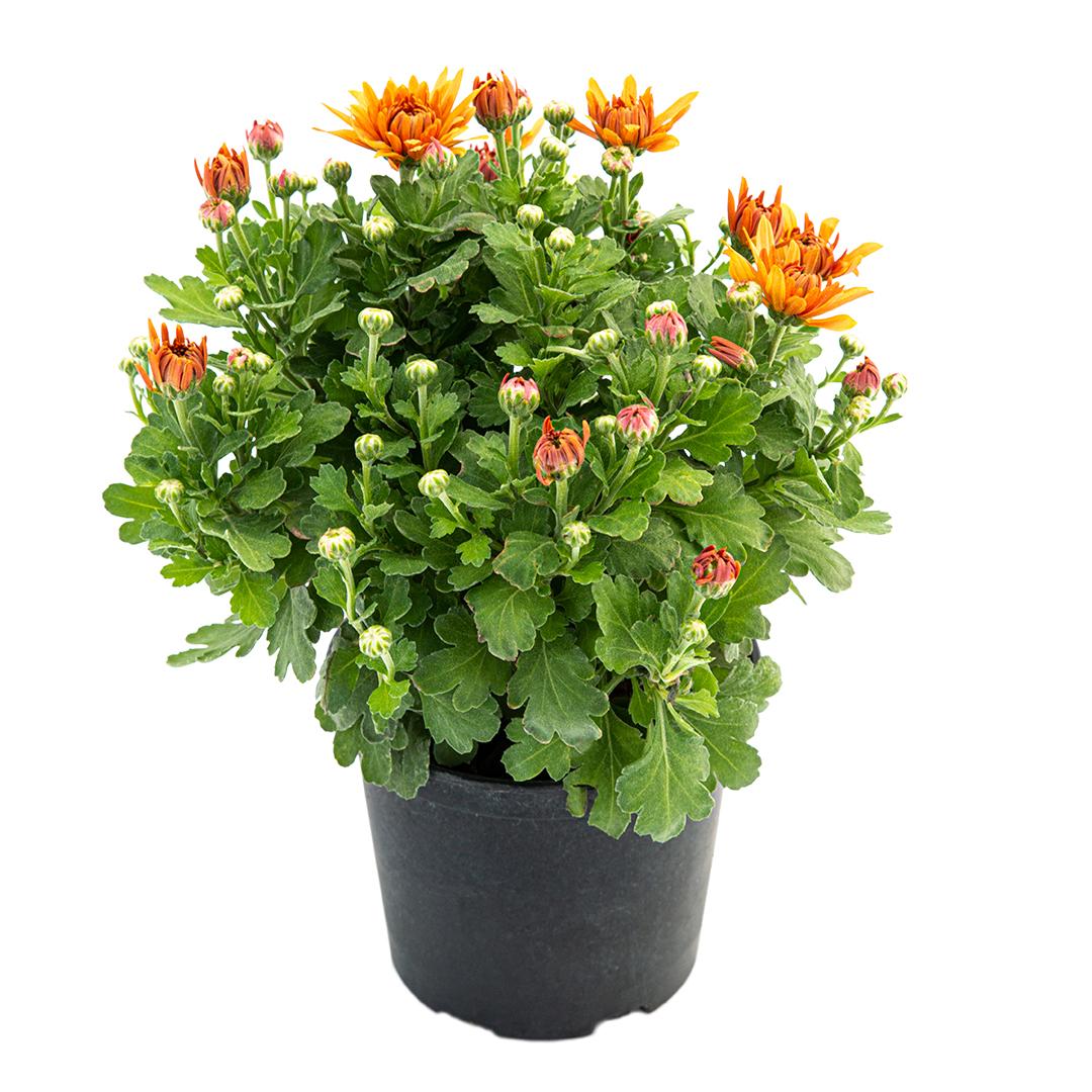 Crizantema 19 cm, Alb palomitas