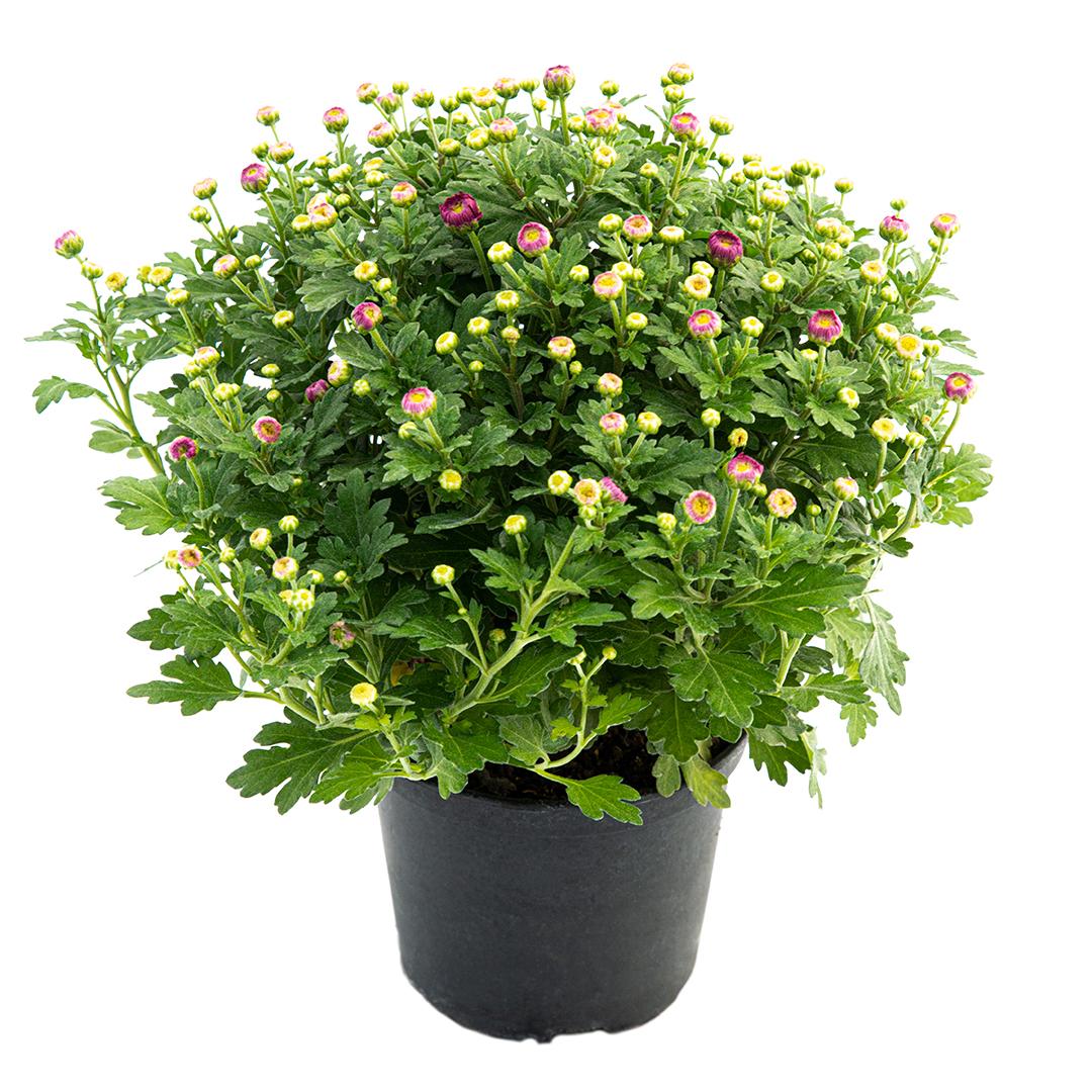 Crizantema 19 cm, Alb palomitas
