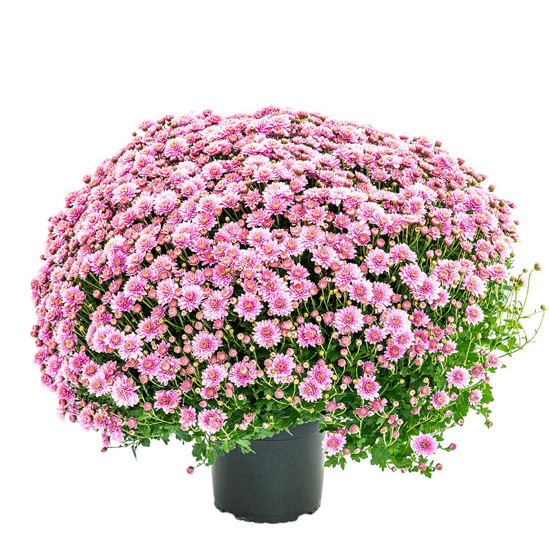 Crizantema 19 cm, Alb palomitas