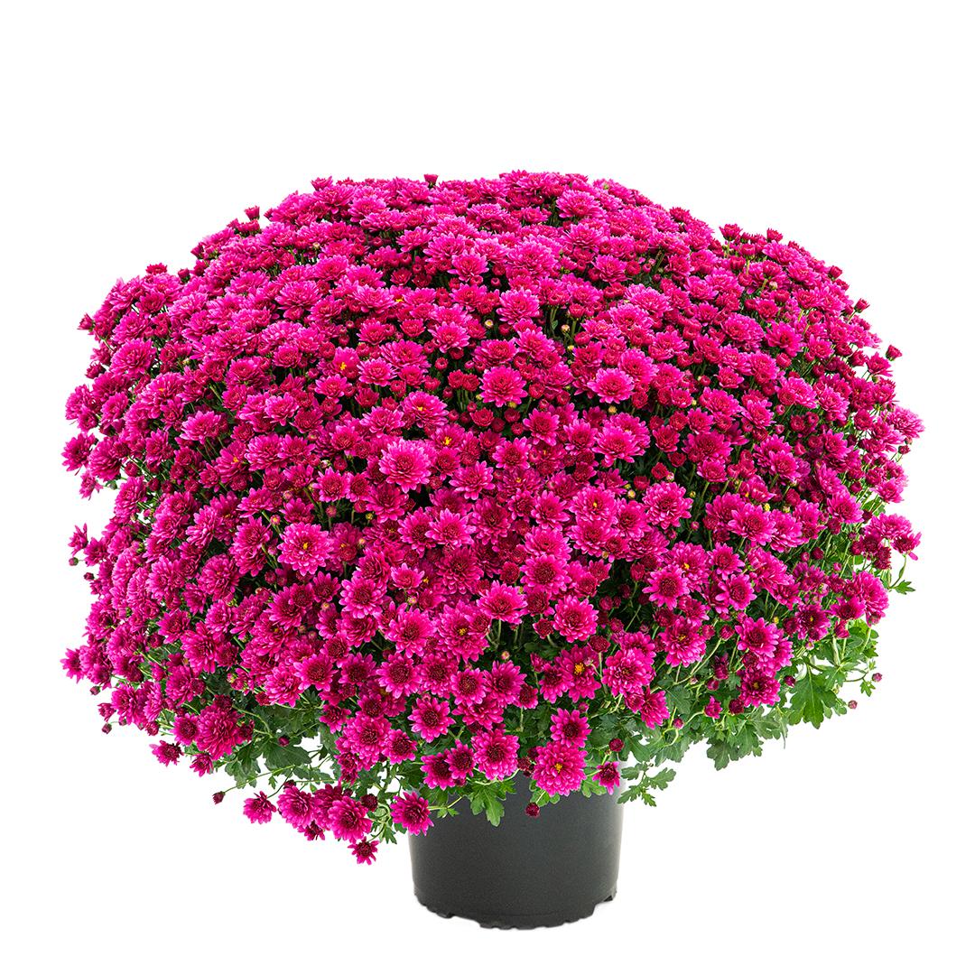 Crizantema 19 cm, Alb palomitas