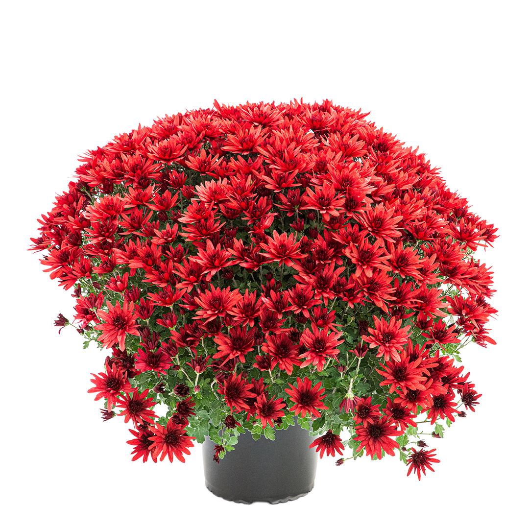 Crizantema 19 cm, Alb palomitas