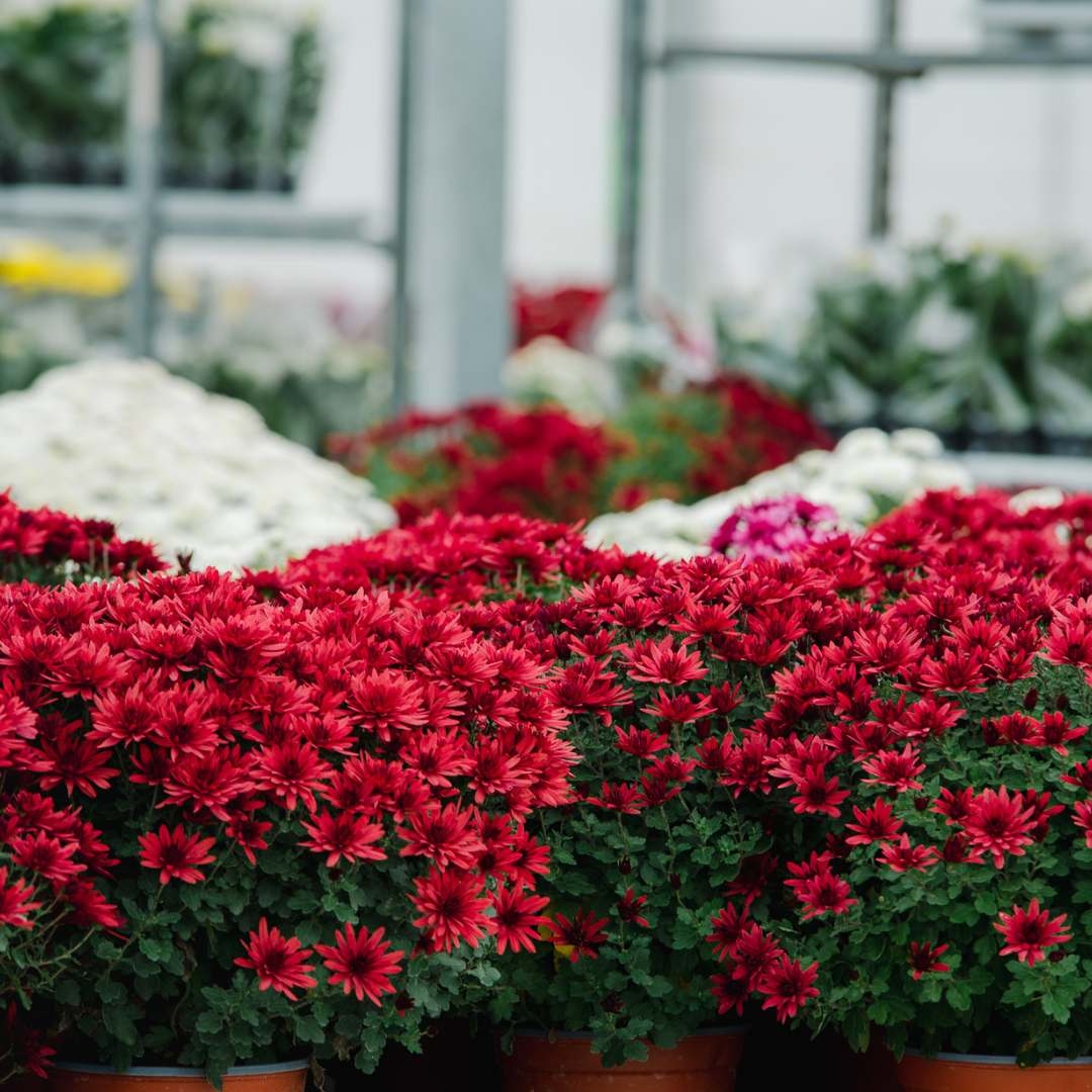 Crizantema 19cm, Rosu baroloo