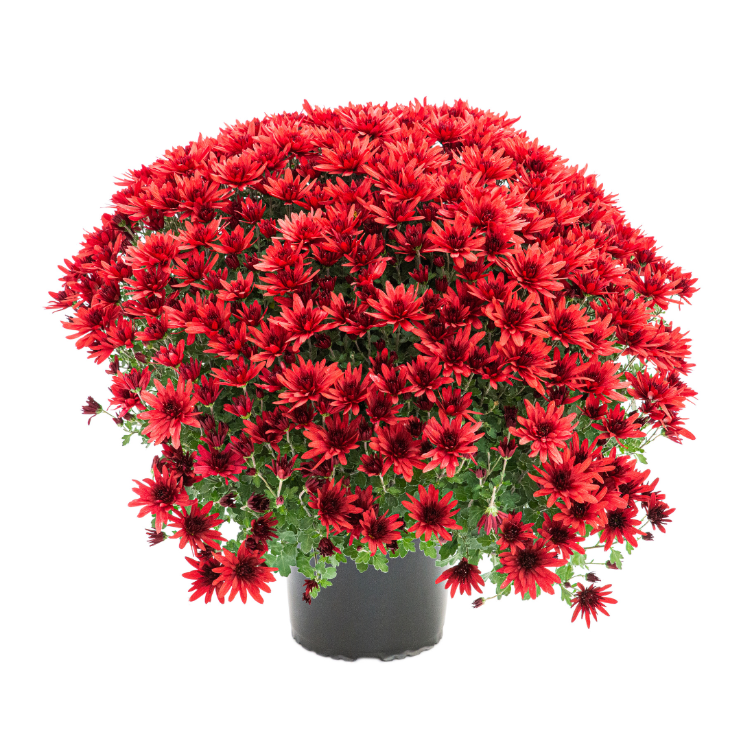 Crizantema 19cm, Rosu baroloo