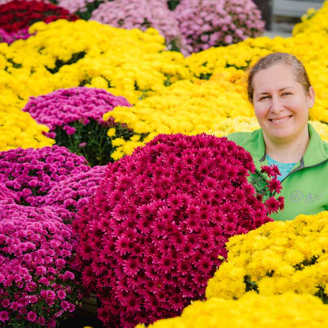 Crizantema 19cm, Rosu baroloo