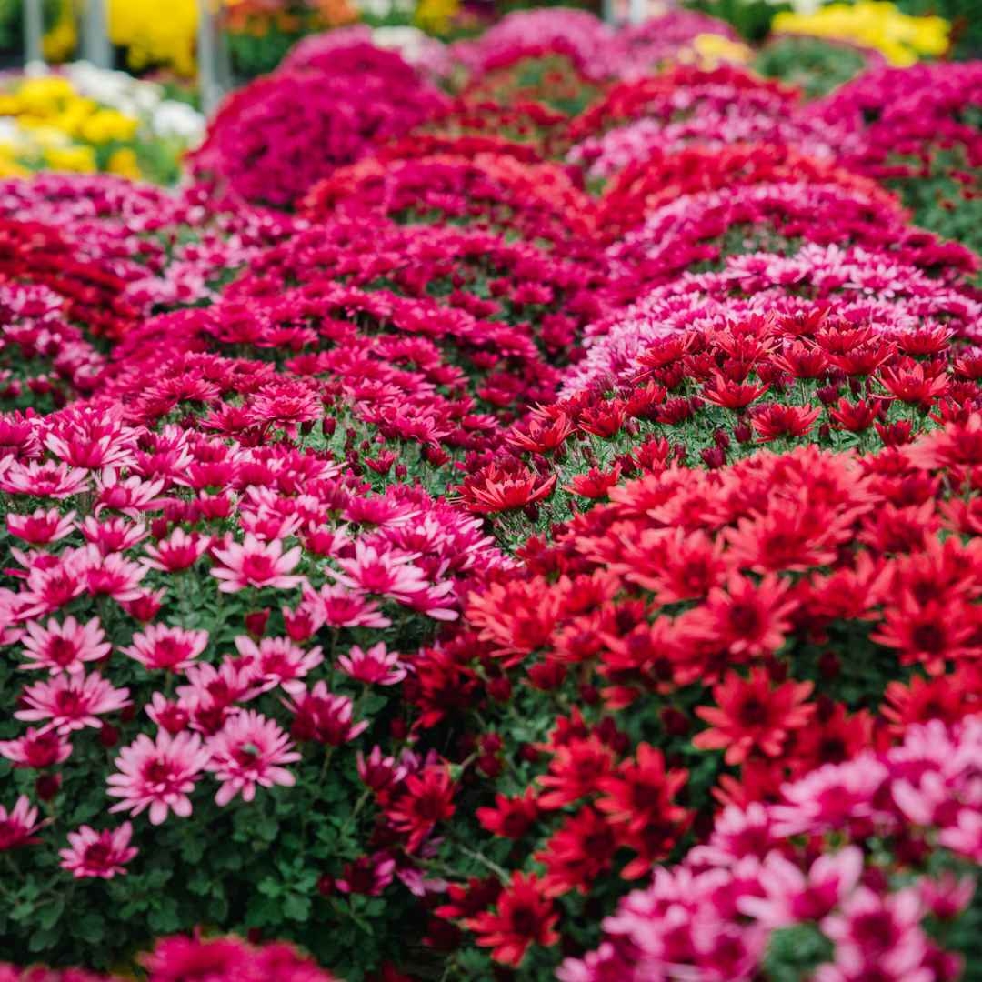 Crizantema 19cm, Rosu baroloo