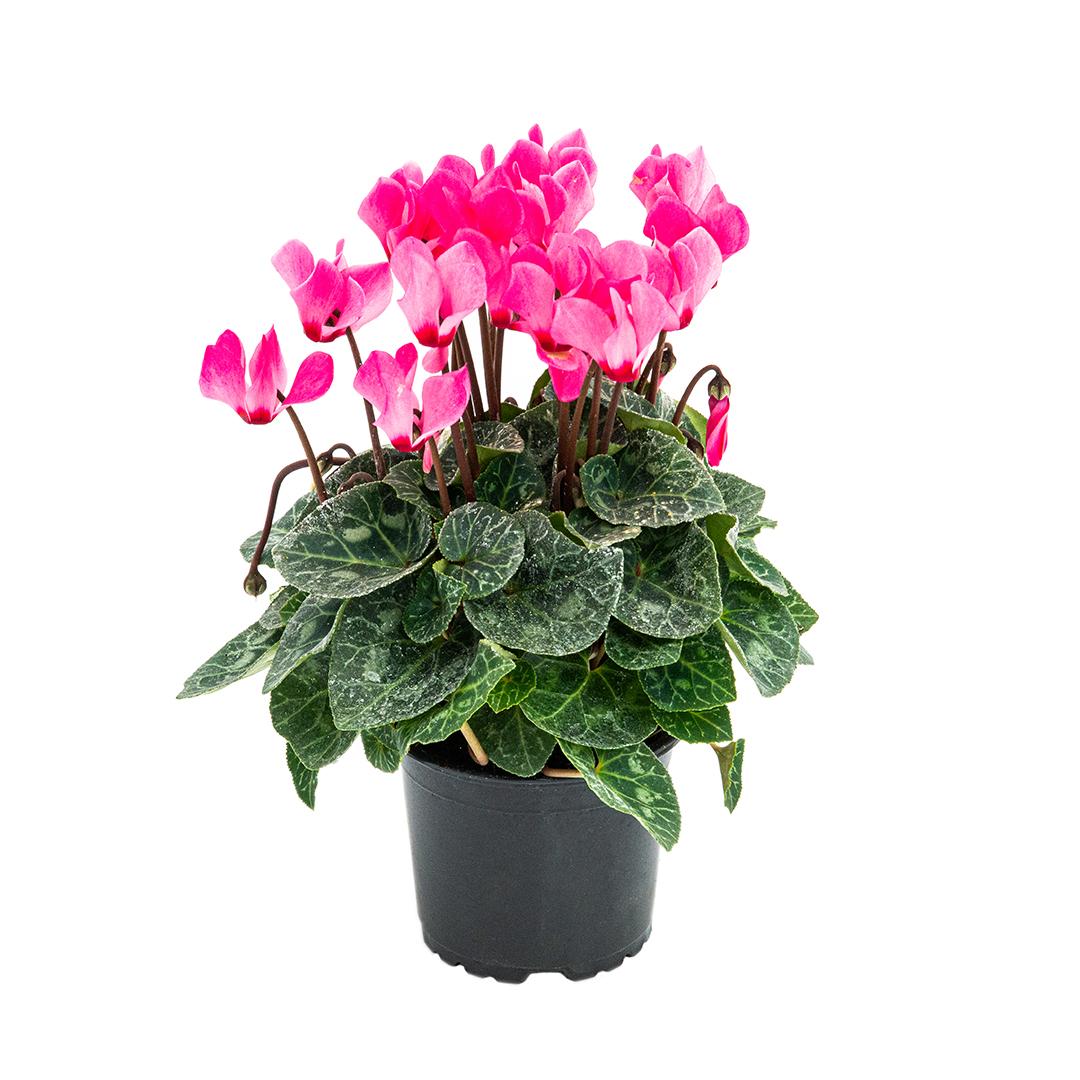 Cyclamen, Rosu borgona