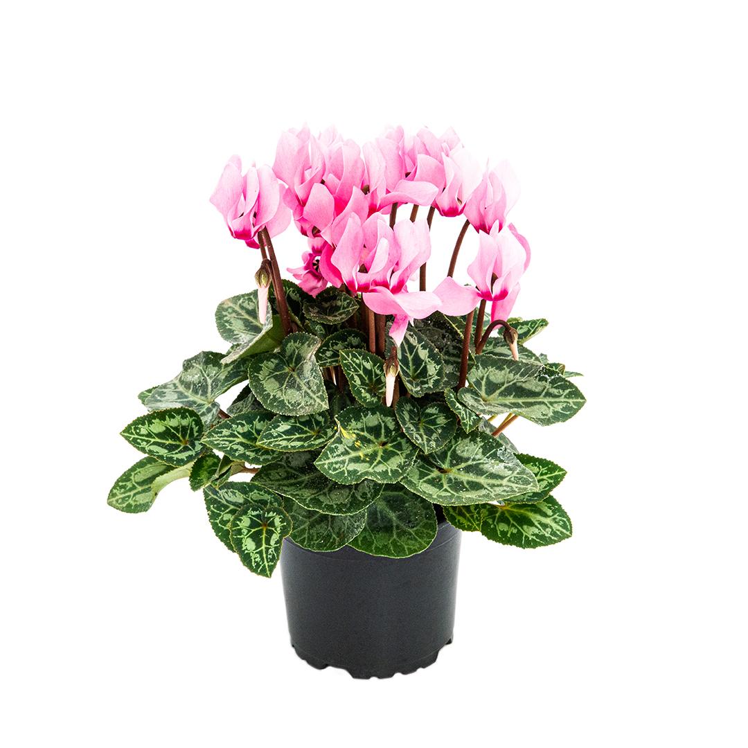 Cyclamen, Rosu borgona
