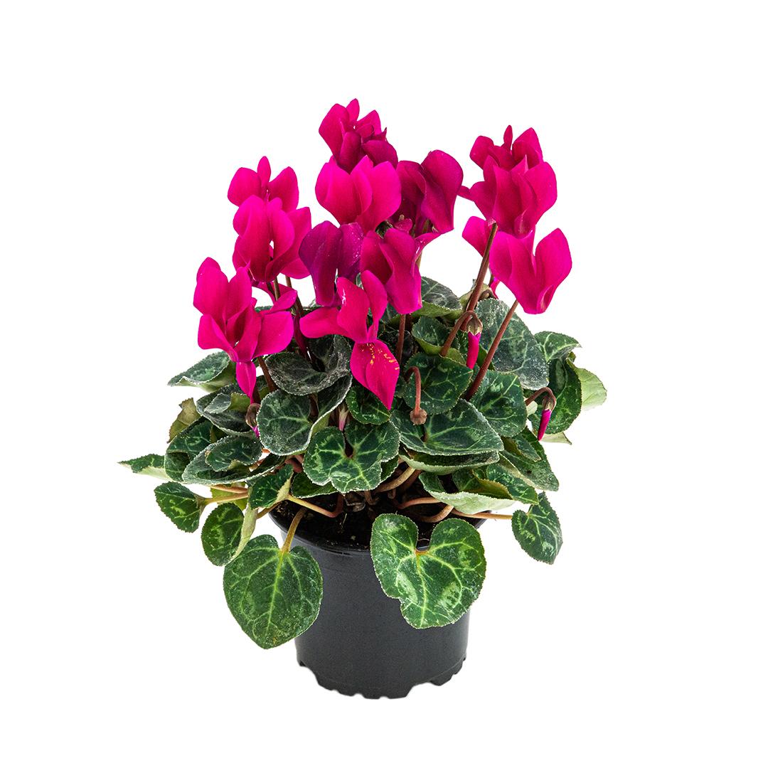 Cyclamen, Rosu borgona