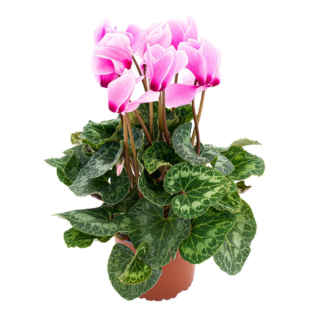 Cyclamen, Rosu borgona