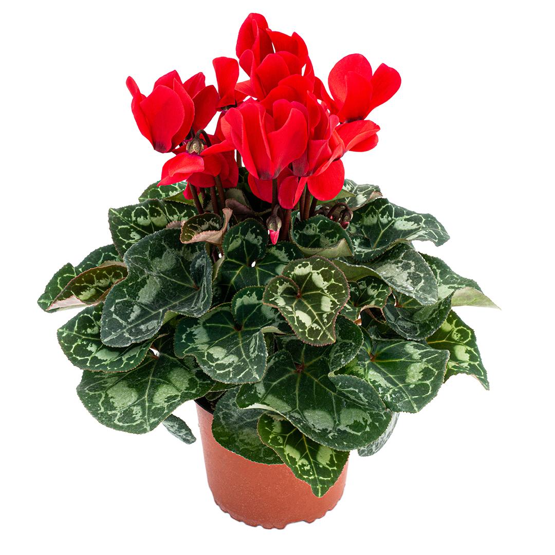 Cyclamen, Rosu borgona