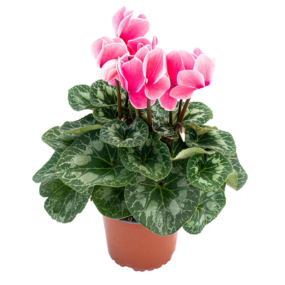 Cyclamen, Rosu borgona