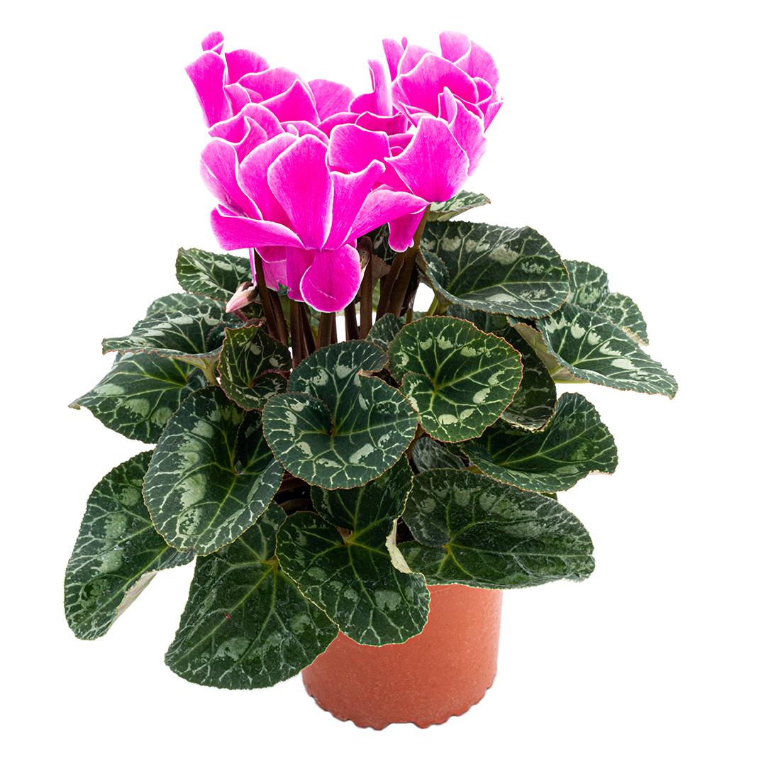 Cyclamen, Rosu borgona