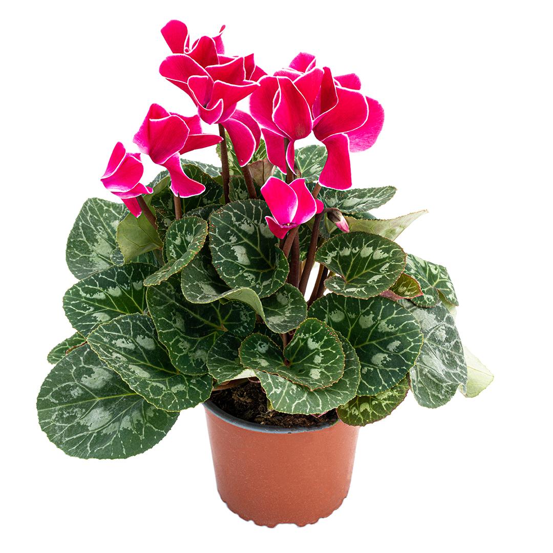 Cyclamen, Rosu borgona