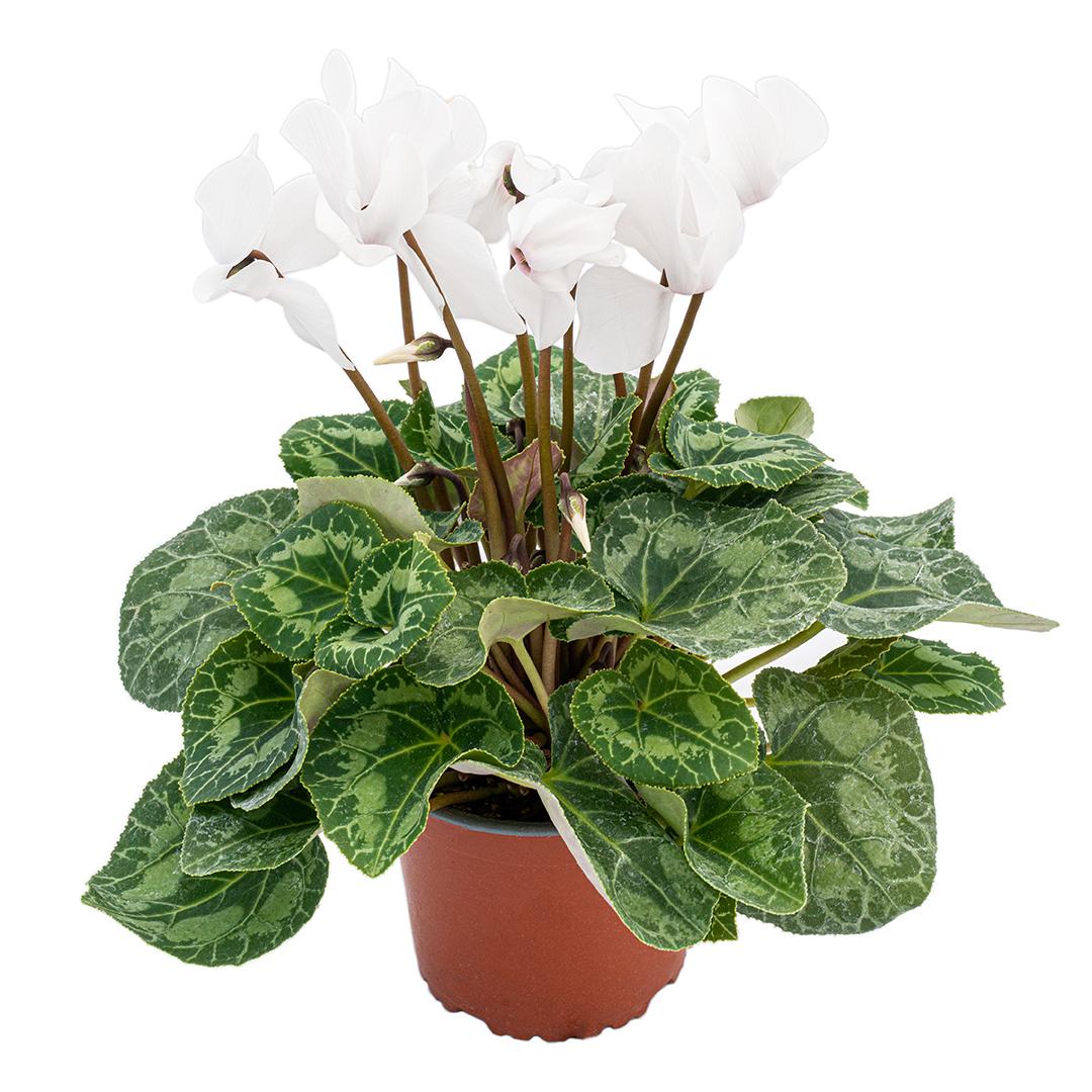 Cyclamen, Rosu borgona