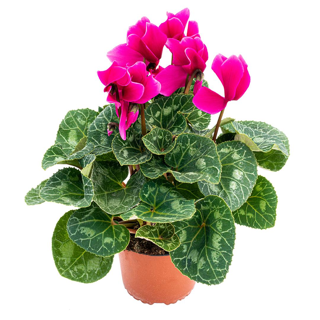 Cyclamen, Rosu borgona