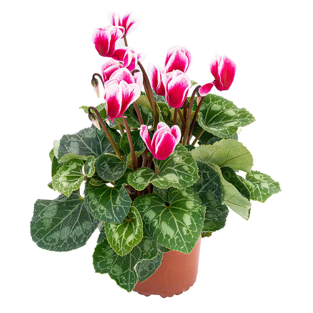 Cyclamen, Rosu borgona