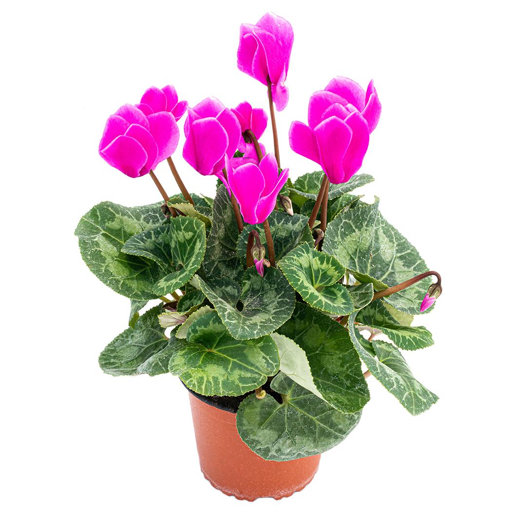 Cyclamen, Rosu borgona