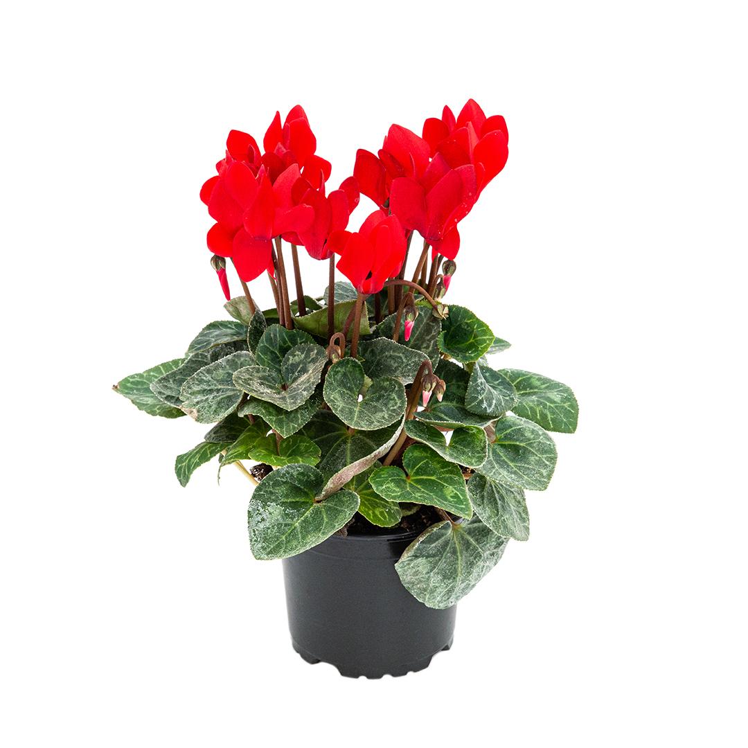 Cyclamen, Rosu borgona