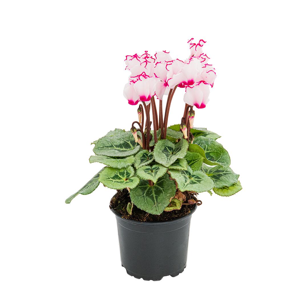Cyclamen, Rosu borgona